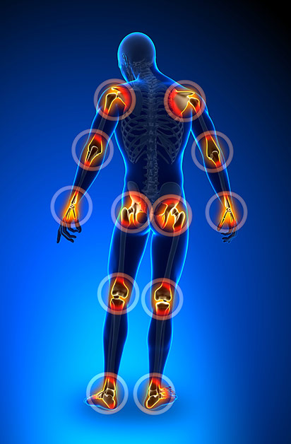 X-ray image of human skeleton highlighting joints.